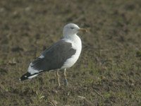 Cliquer sur la photo pour l'agrandir