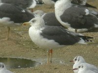cliquer sur la photo pour l'agrandir