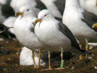 cliquer sur la photo pour lagrandir