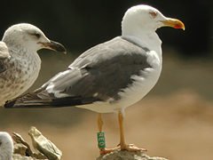 Cliquez sur la photo pour l'agrandir