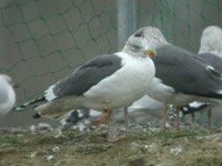 cliquer sur la photo pour l'agrandir