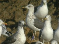 cliquer sur la photo pour l'agrandir