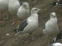 cliquer sur la photo pour l'agrandir