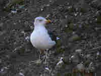 8 janvier 2009 : cliquer sur la photo pour l'agrandir