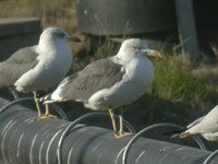 cliquer sur la photo pour l'agrandir