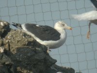 cliquer sur la photo pour lagrandir