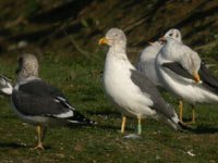 Cliquer sur la photo pour l'agrandir