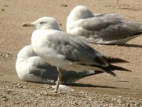 Go&eacute;land leucoph&eacute;e Larus michahellis N782