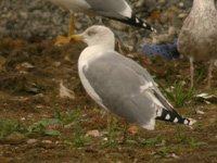 Cliquer sur la photo pour l'agrandir