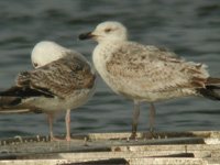 Go&eacute;land leucoph&eacute;e Larus michahellis NYY5