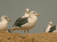Cliquer sur la photo pour l'agrandir