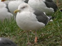 Cliquer sur la photo pour l'agrandir