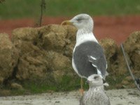cliquer sur la photo pour l'agrandir