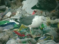 Cliquez sur la photo pour l'agrandir