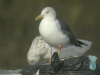 cliquer sur la photo pour l'agrandir
