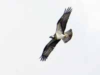 Cliquer pour l’agrandir