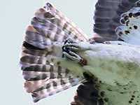 T08, 27·4·26, cliquer pour agrandir