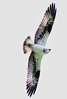 mâle de T08, 27·4·26, cliquer pour agrandir