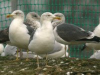 cliquer sur la photo pour l'agrandir