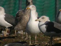 cliquer sur la photo pour l'agrandir
