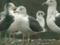 cliquer sur la photo pour lagrandir