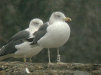 cliquer sur la photo pour lagrandir