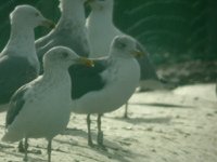 cliquer sur la photo pour lagrandir