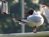 cliquer sur la photo pour l'agrandir