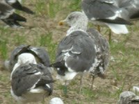 Cliquer sur la photo pour l'agrandir