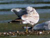 cliquer sur la photo pour l'agrandir