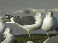 cliquer sur la photo pour l'agrandir
