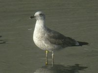 cliquer sur la photo pour l'agrandir