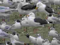 cliquer pour agrandir la photo