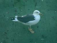 Cliquer sur la photo pour l'agrandir