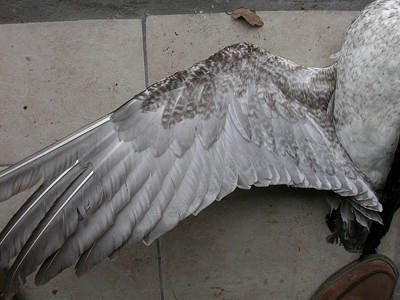Go&eacute;land leucoph&eacute;e Larus michahellis M006714