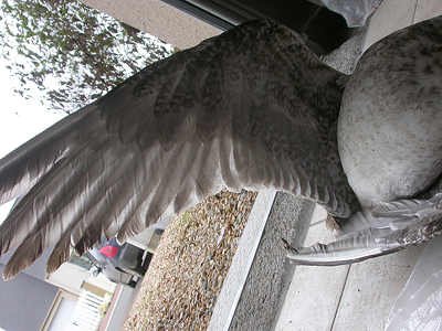 Go&eacute;land leucoph&eacute;e Larus michahellis M006714