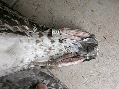 Go&eacute;land leucoph&eacute;e Larus michahellis M006714