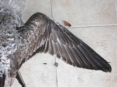 Go&eacute;land leucoph&eacute;e Larus michahellis M006714