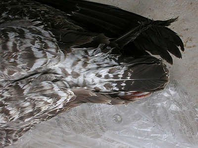 Go&eacute;land leucoph&eacute;e Larus michahellis M006714
