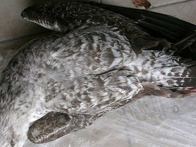 Go&eacute;land leucoph&eacute;e Larus michahellis M006714
