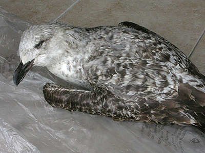 Go&eacute;land leucoph&eacute;e Larus michahellis M006714