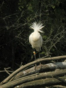Spatule blanche Platalea leucorodia