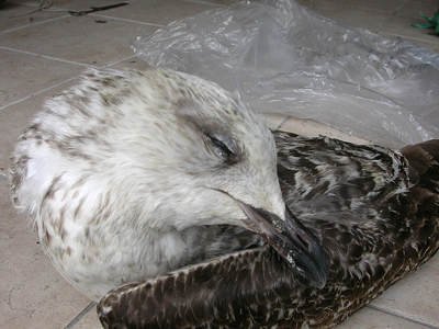 Go&eacute;land leucoph&eacute;e Larus michahellis M006714