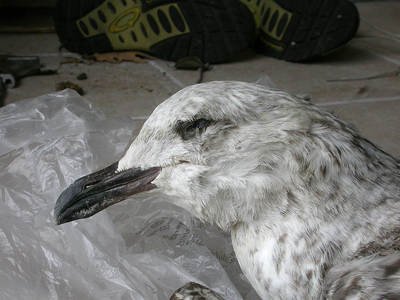 Go&eacute;land leucoph&eacute;e Larus michahellis M006714