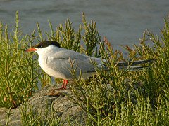 Sterne pierregarin Sterna hirundo
