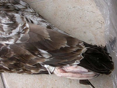 Go&eacute;land leucoph&eacute;e Larus michahellis M006714